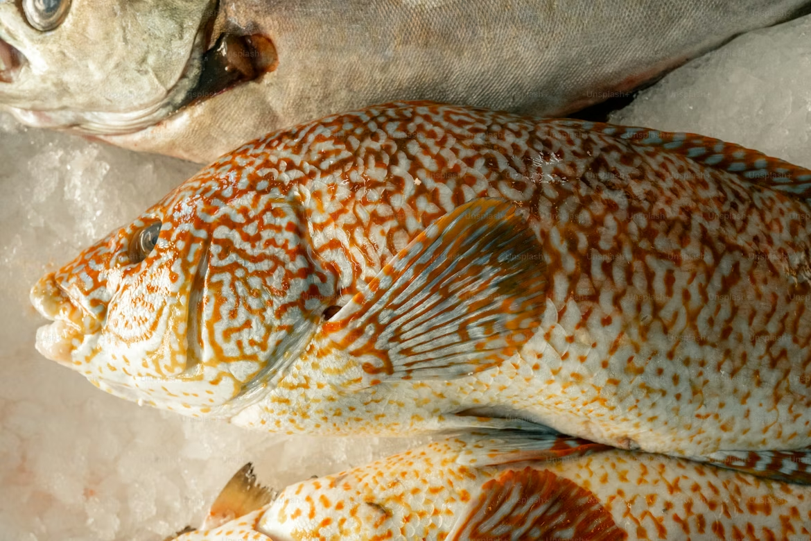 Seer Fish (King Fish)