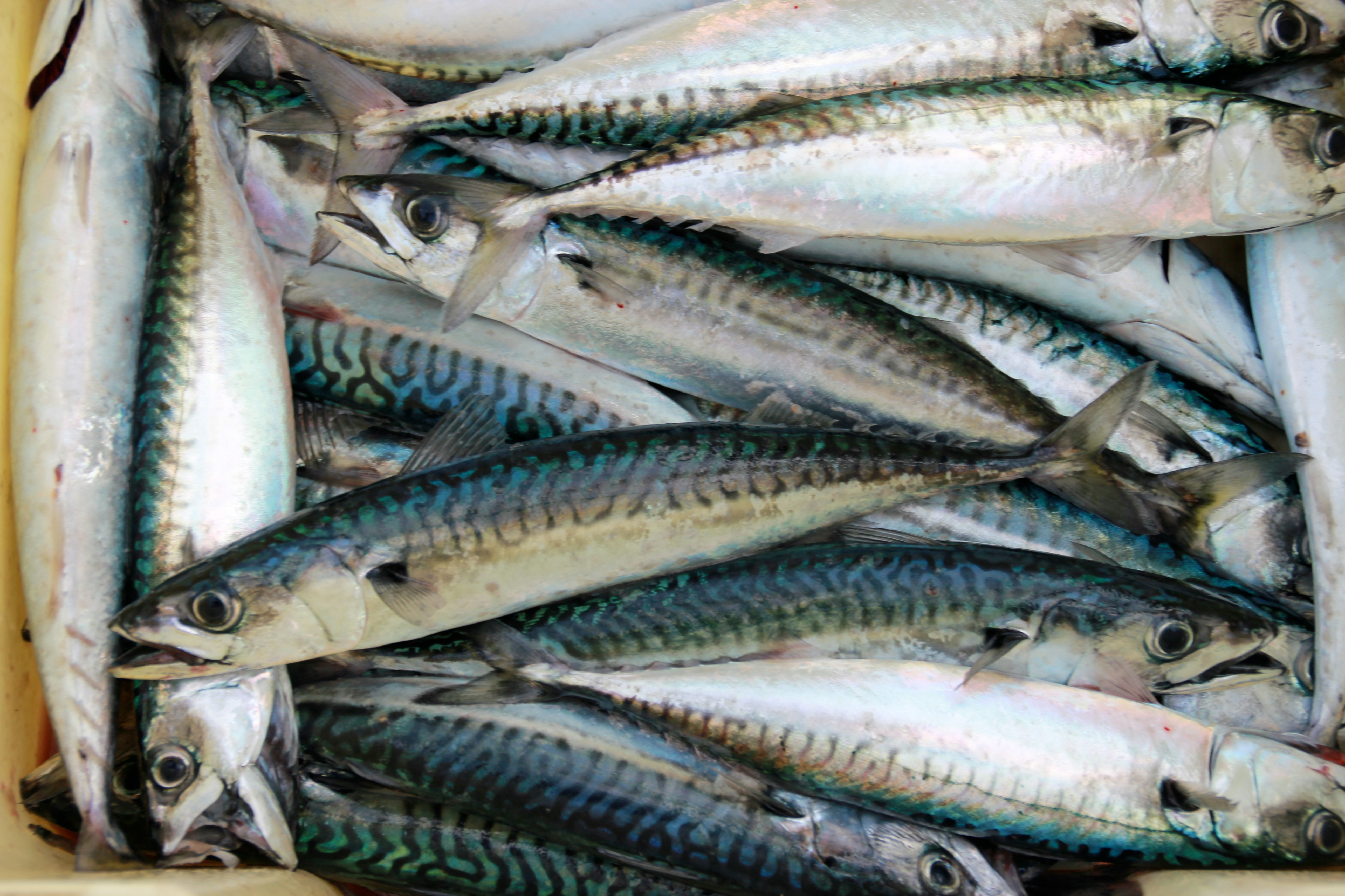 Sardine