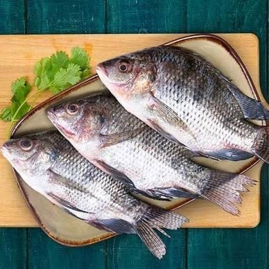 Tilapia